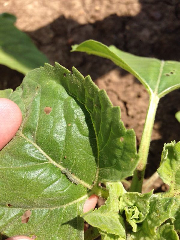 11336879_858432544203972_3497664809827975835_o