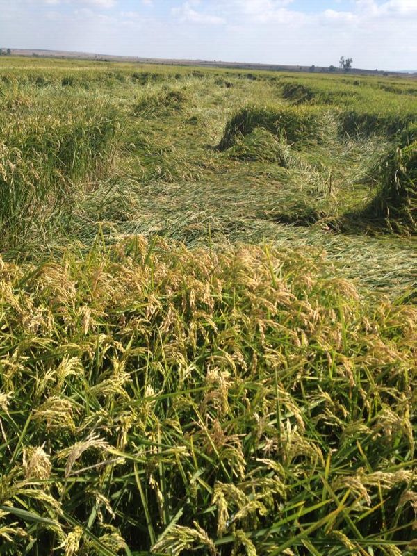 12506599_897391617026401_87628688_n