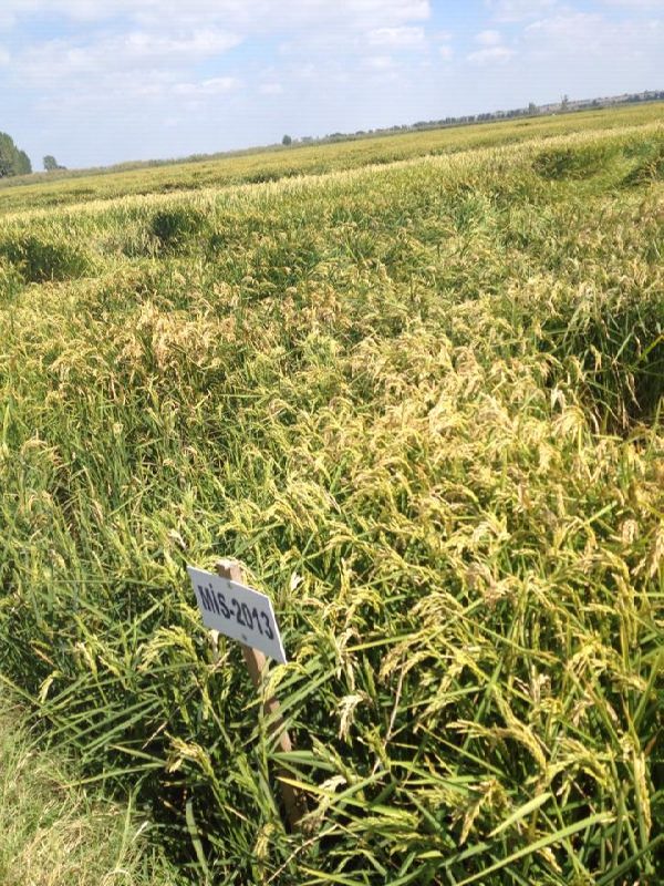 12506734_897391590359737_1963211106_n