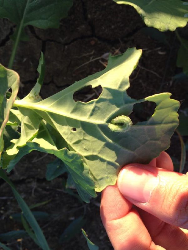 12511693_897390027026560_1033097739_n