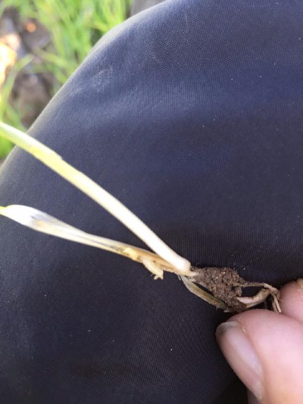 12512119_897389843693245_715224790_n