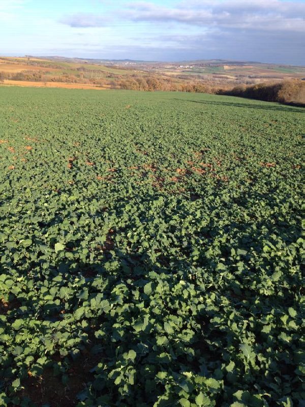 12516060_897389103693319_999895327_n