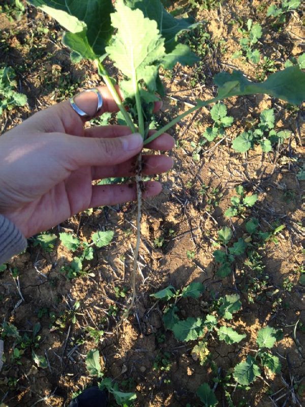 12540116_897389970359899_1571735113_n