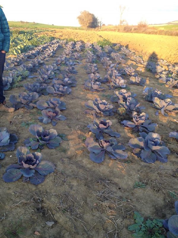 12571007_897389087026654_793979034_n