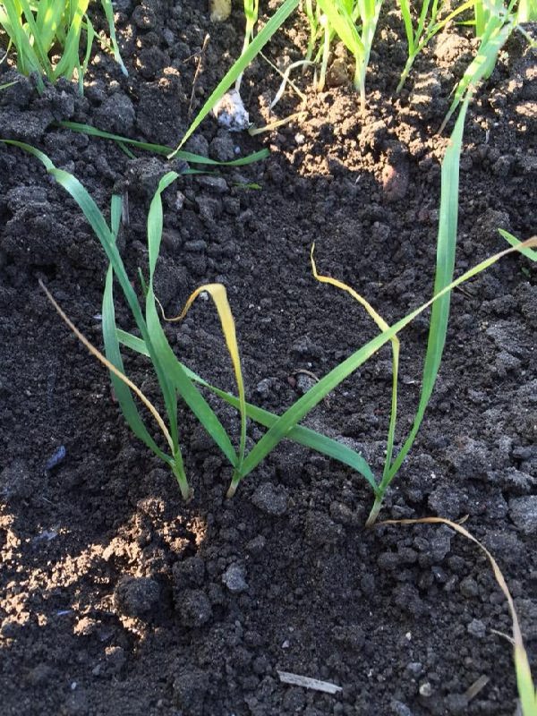 12571249_897389793693250_330711273_n