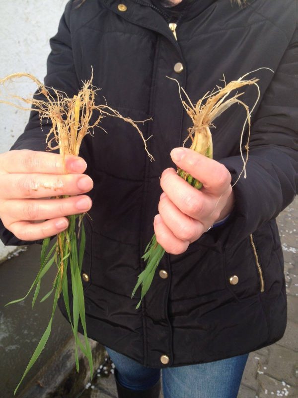 12790020_10153934187259909_886008641_o