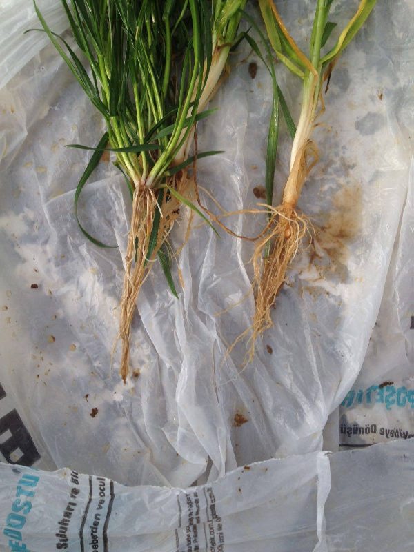 12790045_10153934187159909_1283943024_o