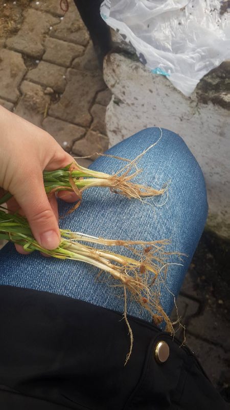 12790225_10153934187424909_1067162995_o