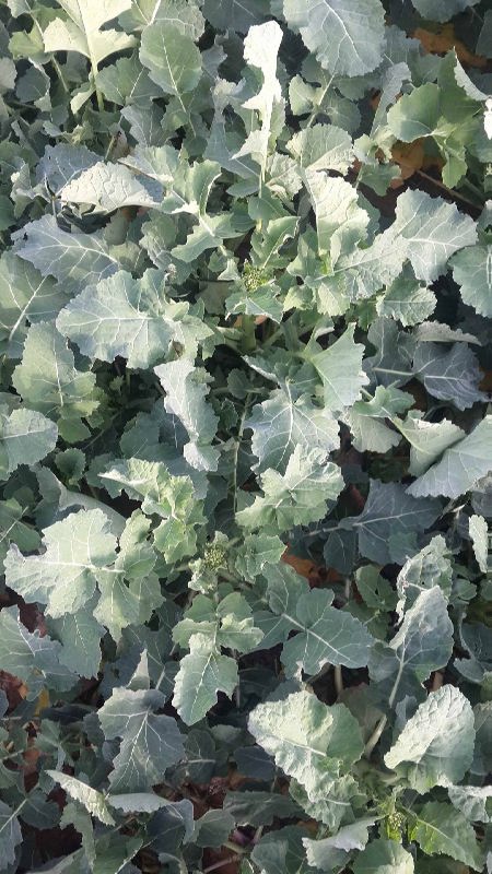 12822829_10153934186369909_1327034274_o