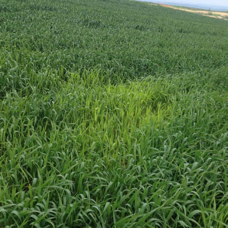 12973166_509931799216317_8776455429174447742_o