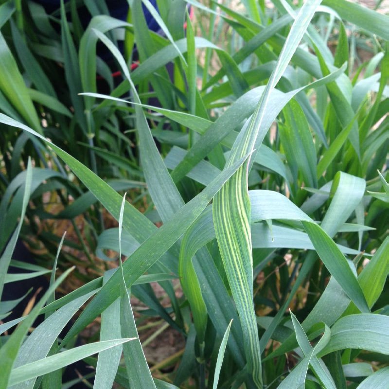 12977233_509931819216315_8732410738056423877_o (1)