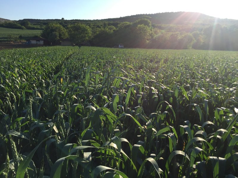 IMG_8227